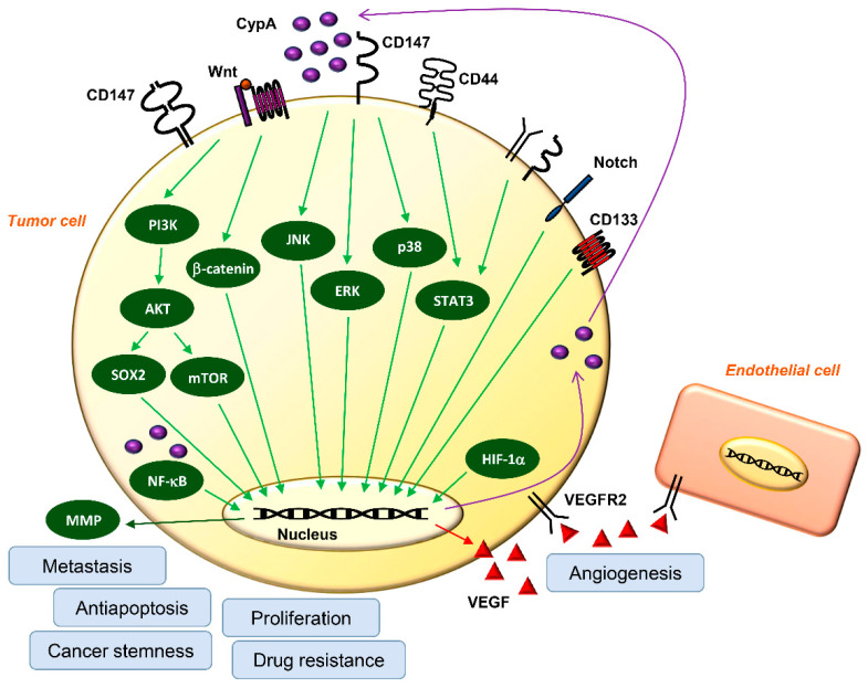 PMC9408992 – ijms-23-09341-f004