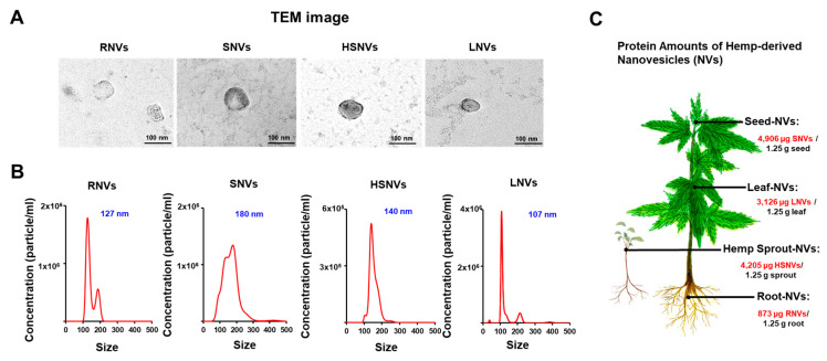 PMC9456148 – ijms-23-09955-f001