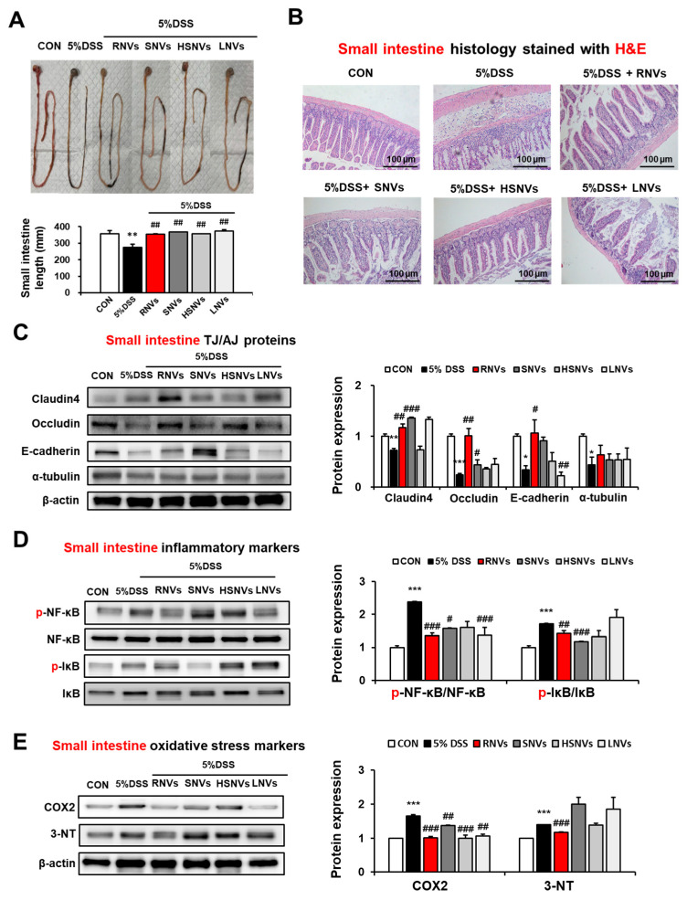 PMC9456148 – ijms-23-09955-f004
