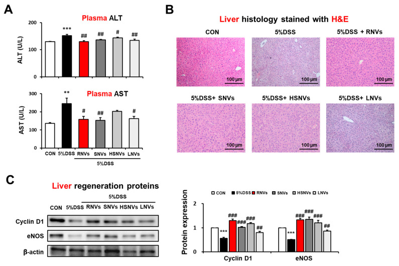 PMC9456148 – ijms-23-09955-f006