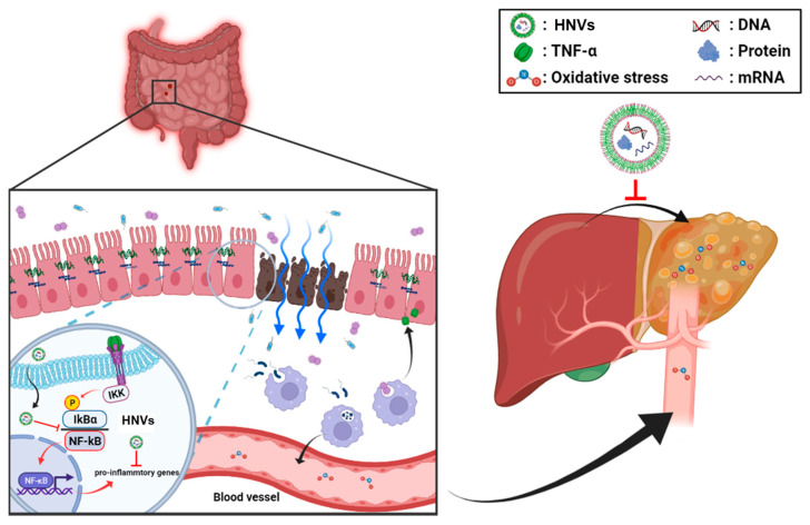PMC9456148 – ijms-23-09955-f007