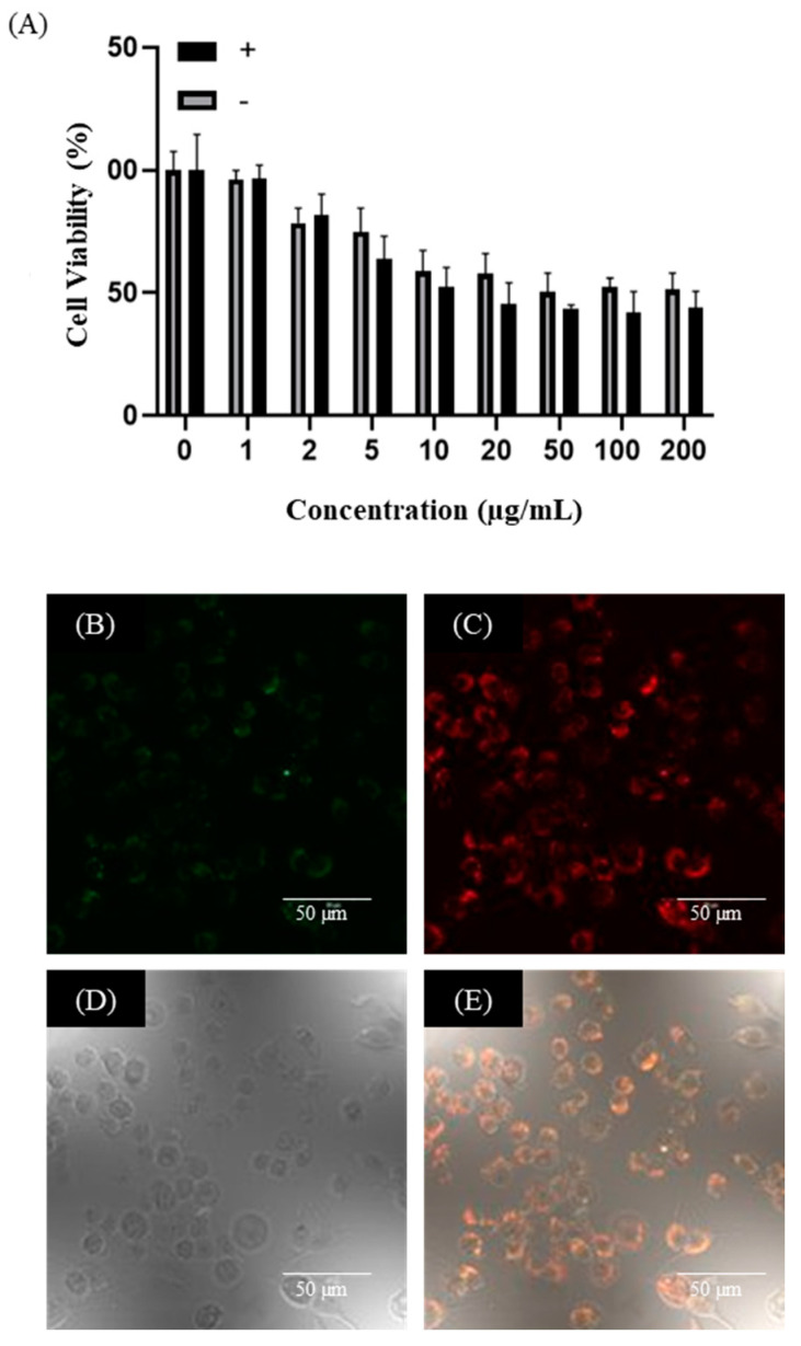 PMC9736776 – ijms-23-14931-f010