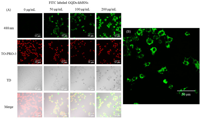 PMC9736776 – ijms-23-14931-f011