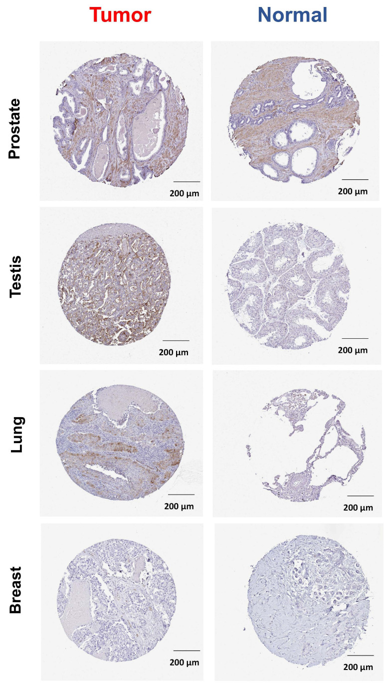PMC9784838 – ijms-23-15955-f002