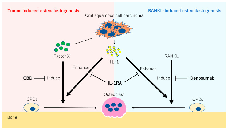 PMC9821332 – ijms-24-00688-f006