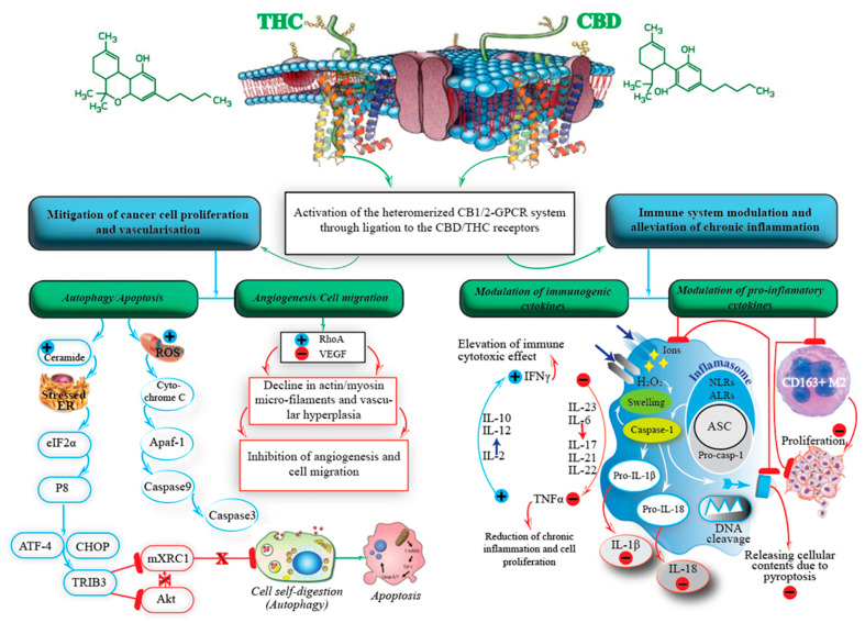 PMC9820847 – ijms-24-00859-f001