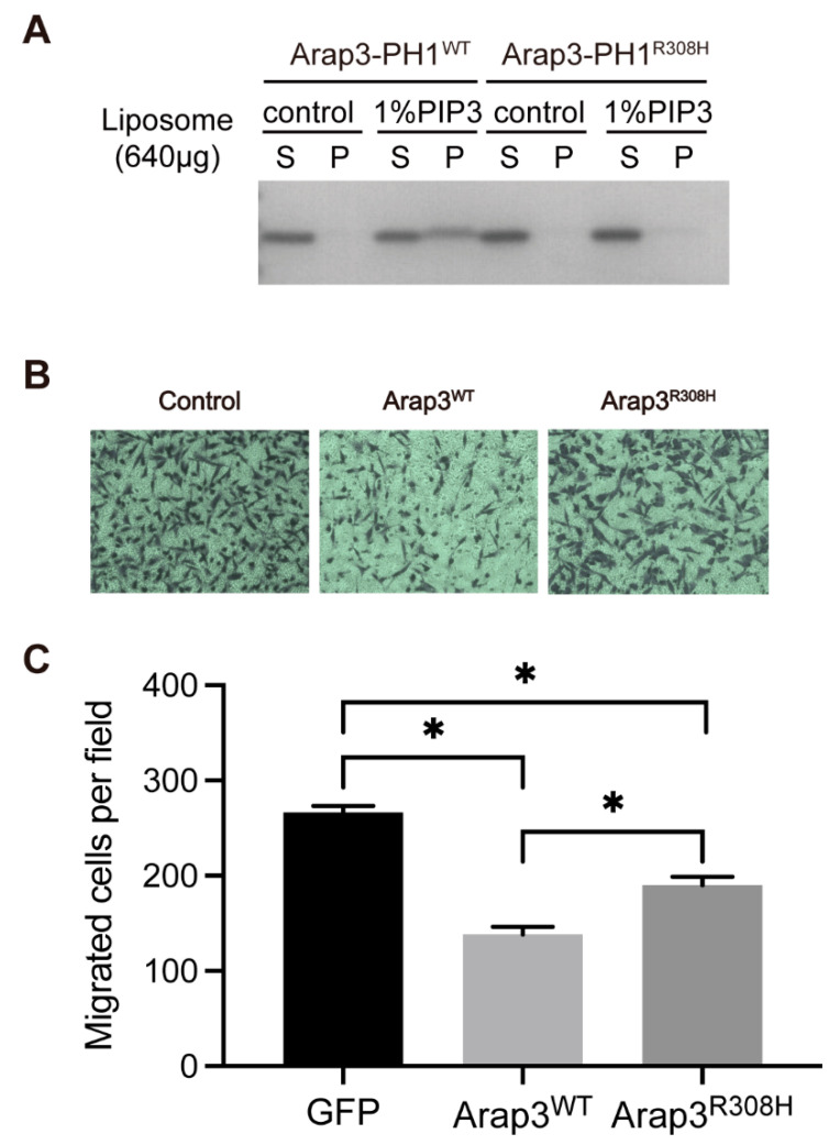 PMC9865853 – ijms-24-01125-f004