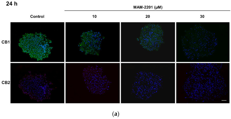PMC9861655 – ijms-24-01421-f010