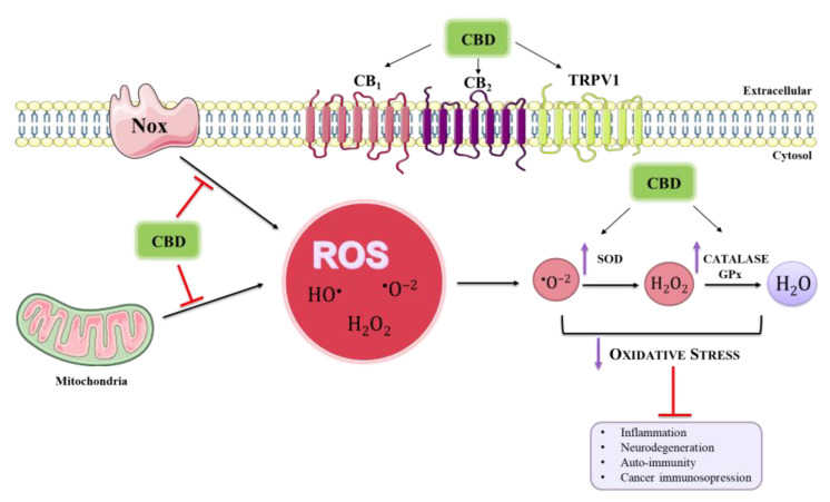 PMC9916673 – ijms-24-02513-f002