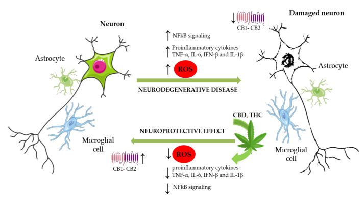 PMC9916673 – ijms-24-02513-f003