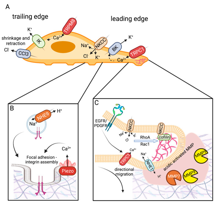 PMC9916861 – ijms-24-02530-f002