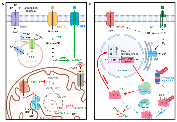 PMC9916861 – ijms-24-02530-f003