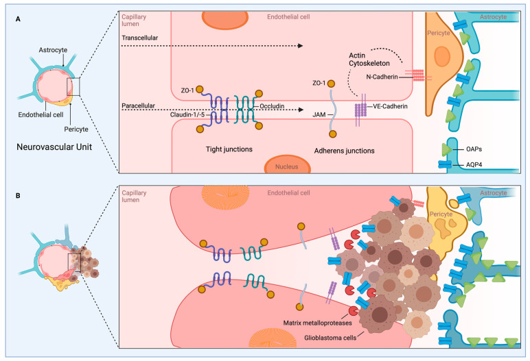 PMC9916861 – ijms-24-02530-f004