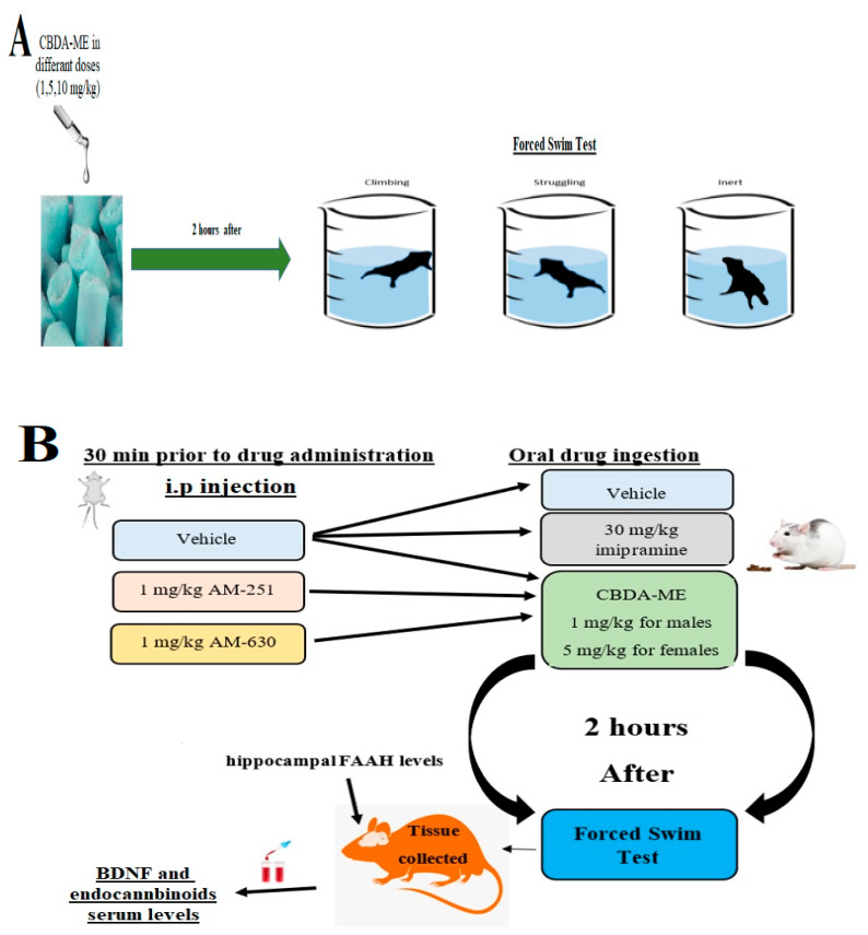 PMC9958868 – ijms-24-03828-f003