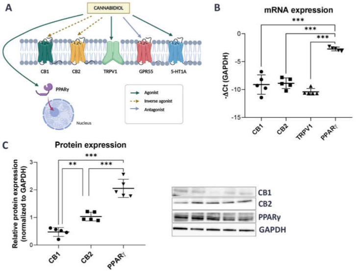 PMC10003465 – ijms-24-05055-f001
