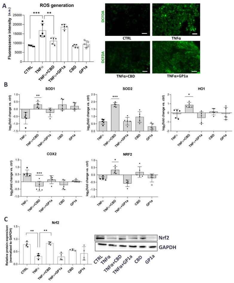 PMC10003465 – ijms-24-05055-f004