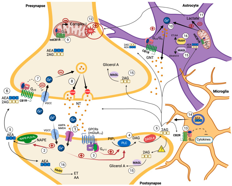 PMC10048857 – ijms-24-05251-f003