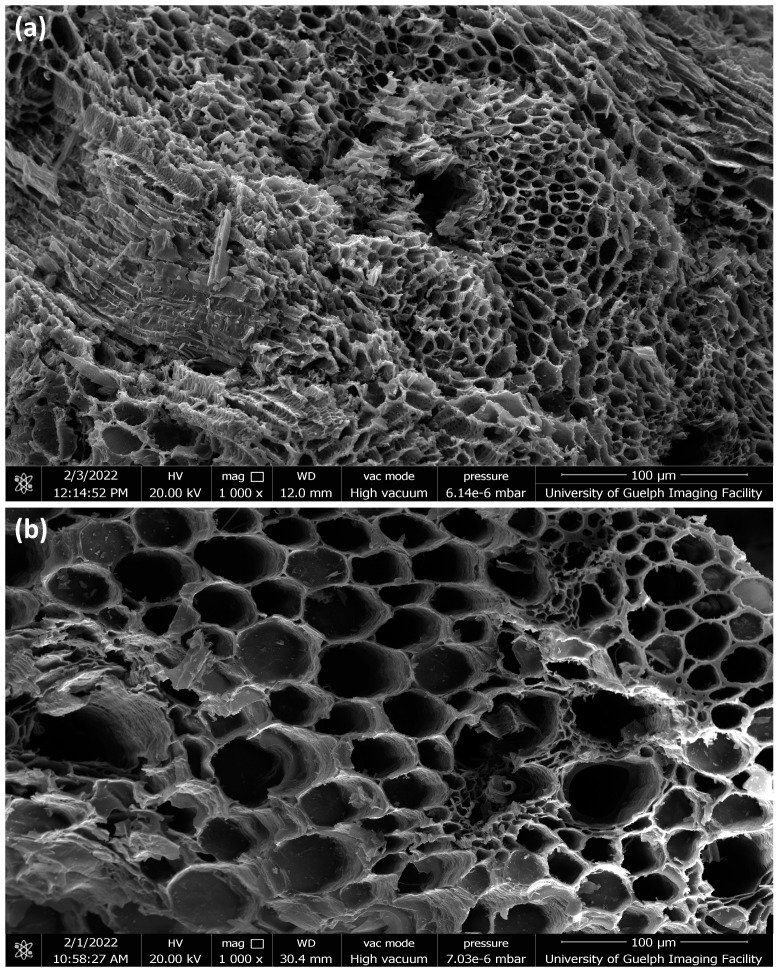 PMC10094122 – ijms-24-06093-f005