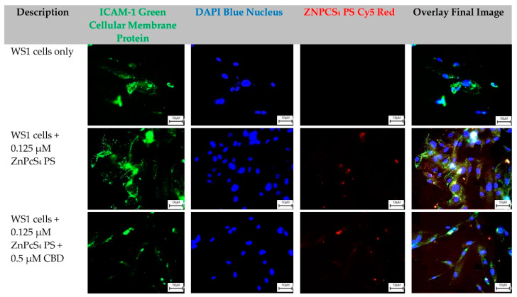 PMC10094677 – ijms-24-06151-f004
