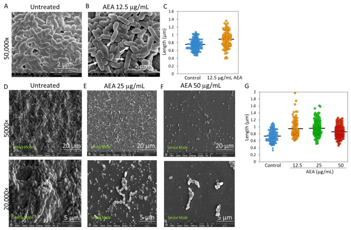PMC10094667 – ijms-24-06177-f009