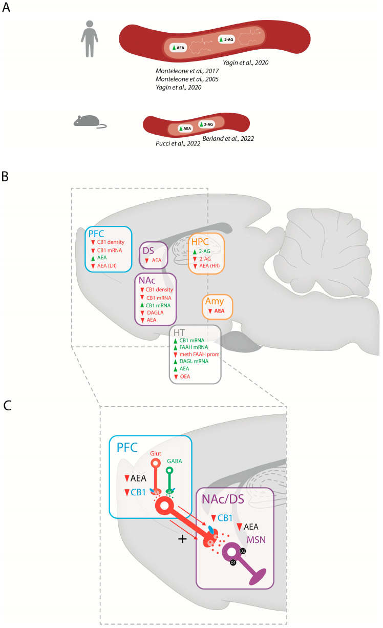 PMC10253843 – ijms-24-09574-f002