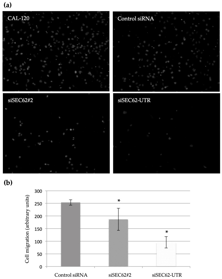 PMC10253301 – ijms-24-09576-f005