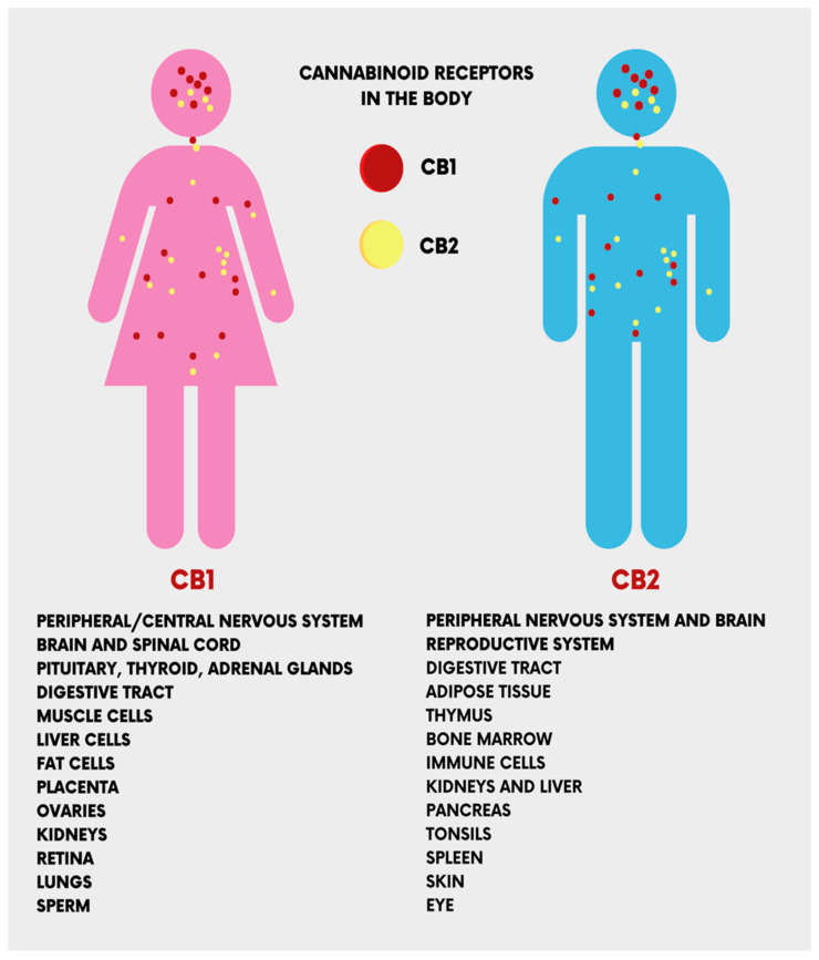 PMC10253521 – ijms-24-09693-f003