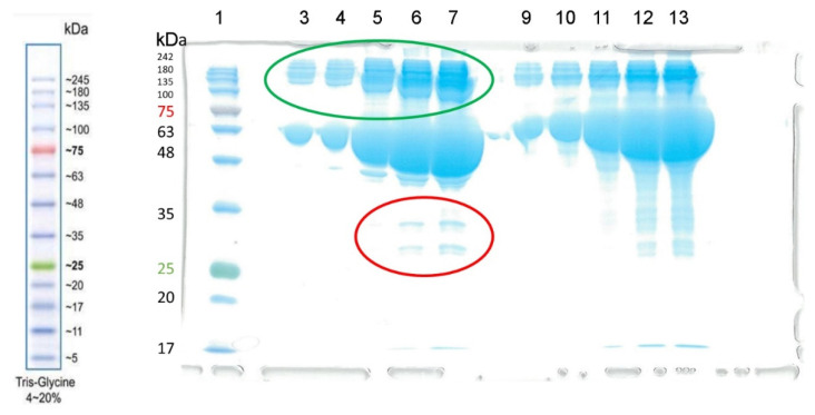 PMC10299176 – ijms-24-10383-f004