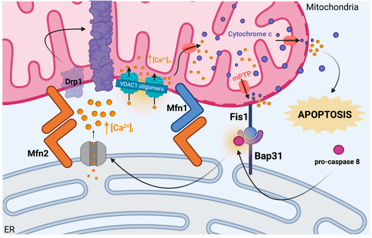 PMC10341476 – ijms-24-11003-f002