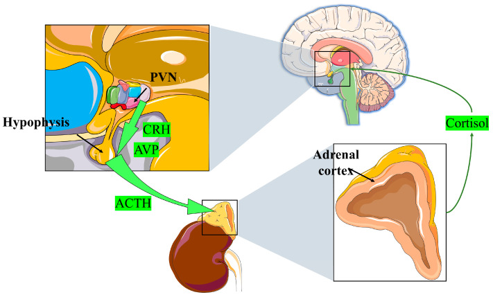 PMC10418884 – ijms-24-12138-f001