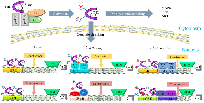 PMC10418884 – ijms-24-12138-f010