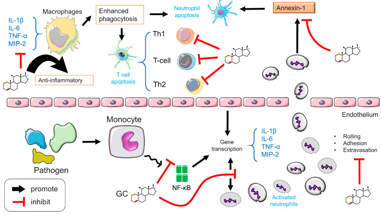 PMC10418884 – ijms-24-12138-f011