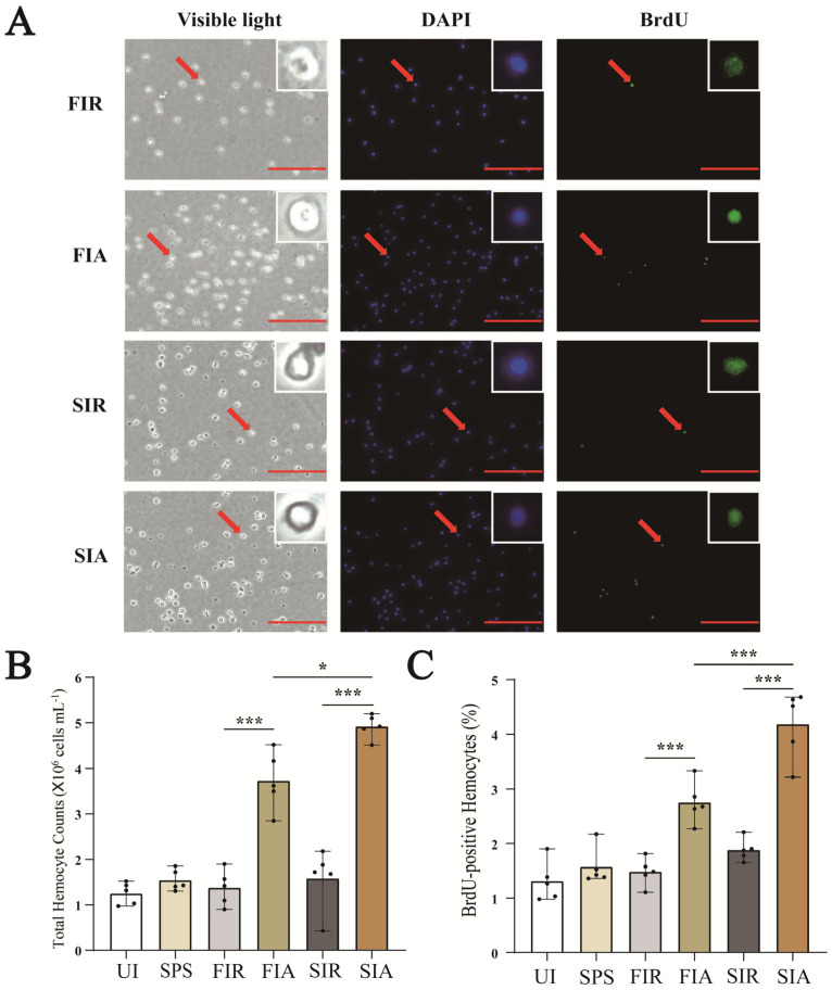 PMC10418618 – ijms-24-12191-f002