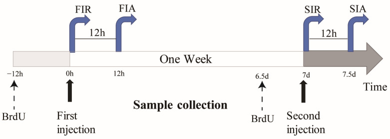 PMC10418618 – ijms-24-12191-f007
