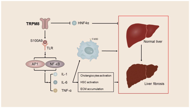 PMC10420300 – ijms-24-12509-f002