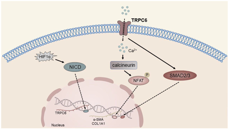 PMC10420300 – ijms-24-12509-f003