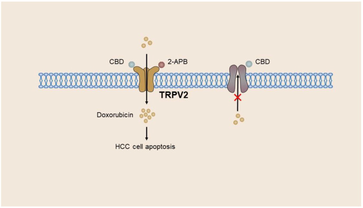 PMC10420300 – ijms-24-12509-f004