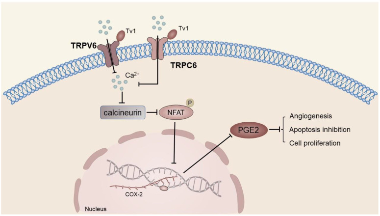 PMC10420300 – ijms-24-12509-f005