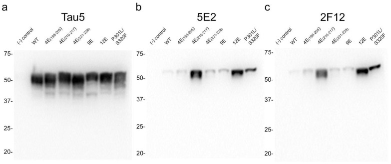PMC10530490 – ijms-24-13676-f003