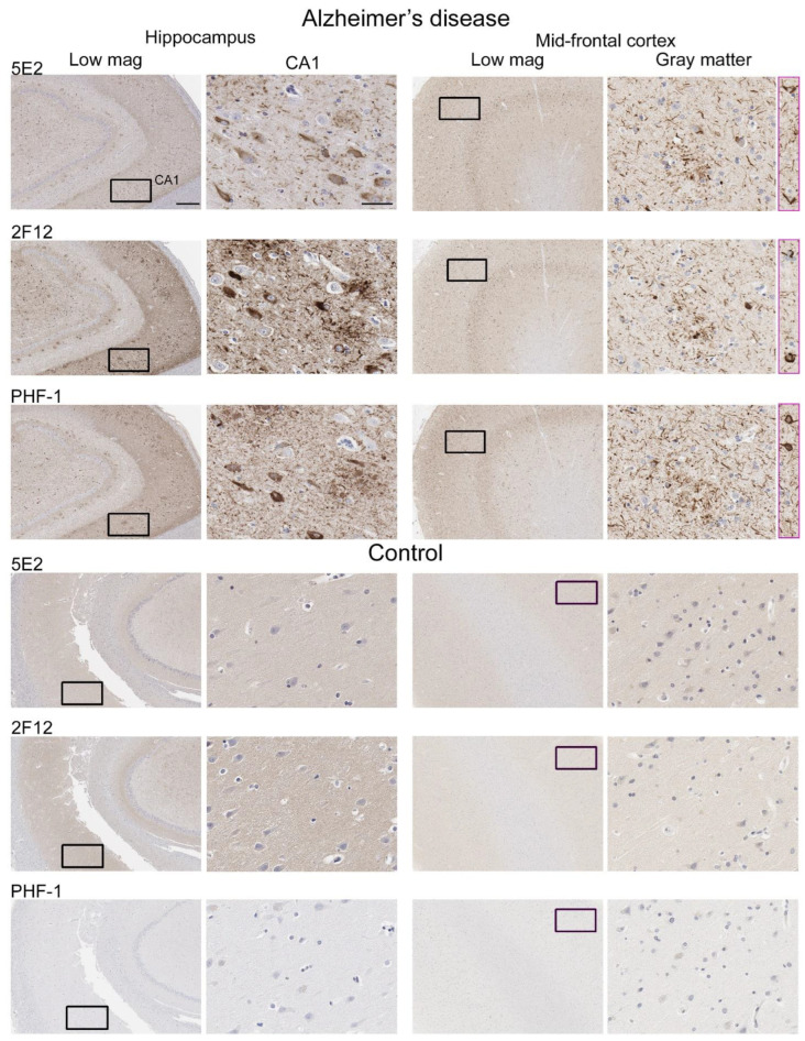 PMC10530490 – ijms-24-13676-f006