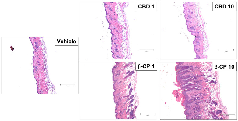 PMC10532273 – ijms-24-14328-f002