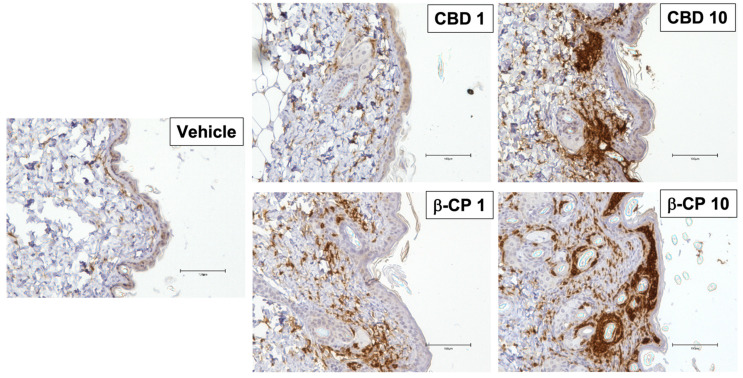 PMC10532273 – ijms-24-14328-f004