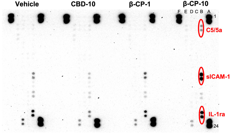 PMC10532273 – ijms-24-14328-f006