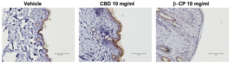 PMC10532273 – ijms-24-14328-f007