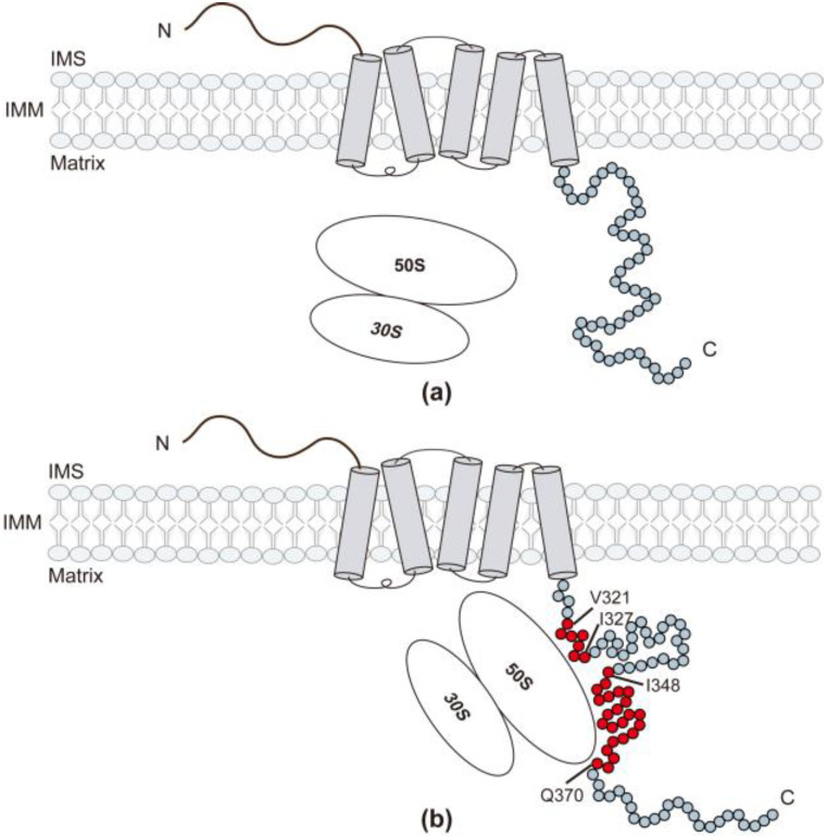 PMC10572626 – ijms-24-14657-f007