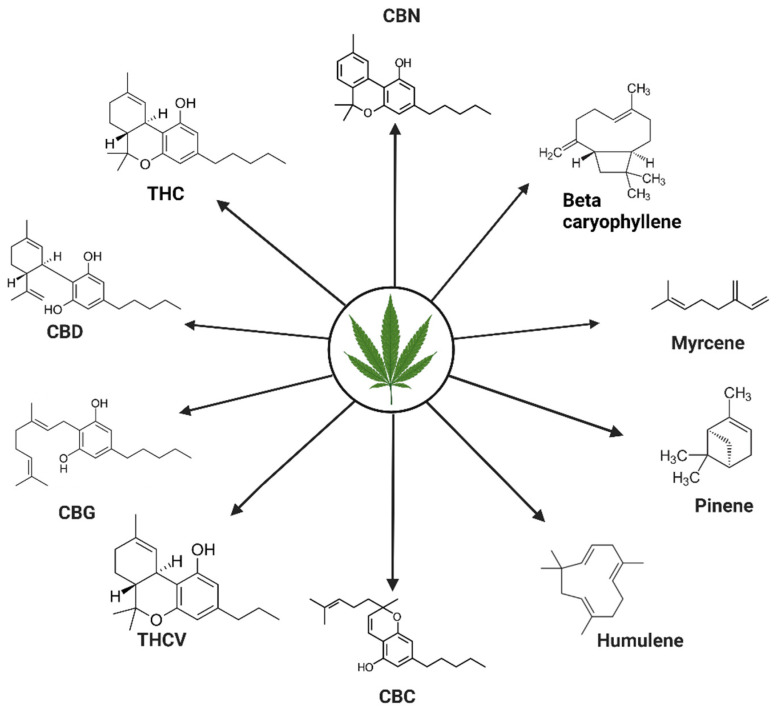 PMC10572150 – ijms-24-14677-f002