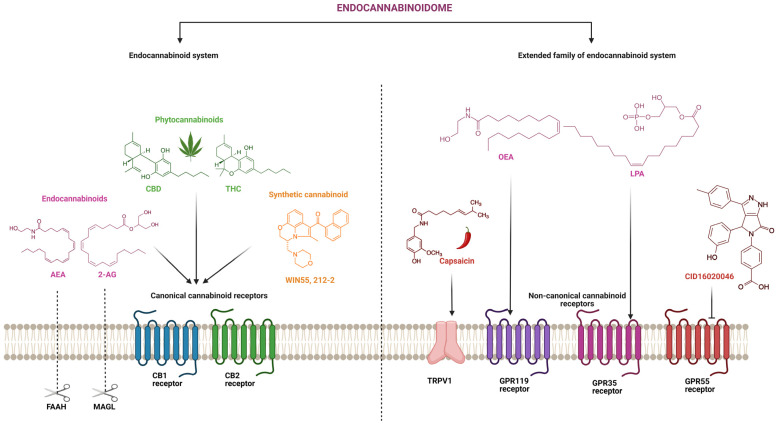 PMC10572150 – ijms-24-14677-f003