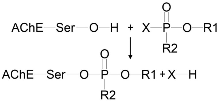 PMC10573431 – ijms-24-14819-f001