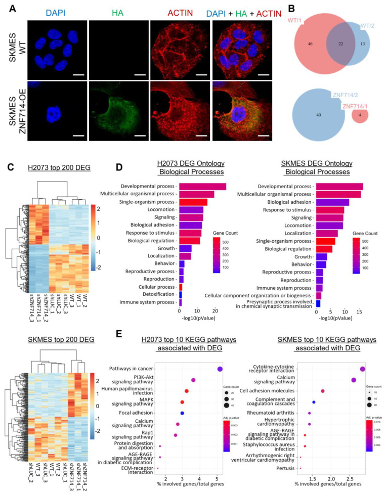 PMC10649060 – ijms-24-15530-f004