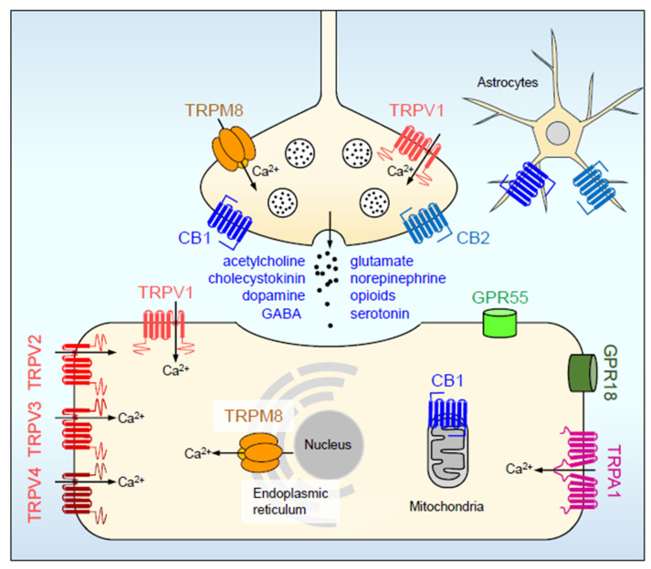 PMC10650718 – ijms-24-15777-f001